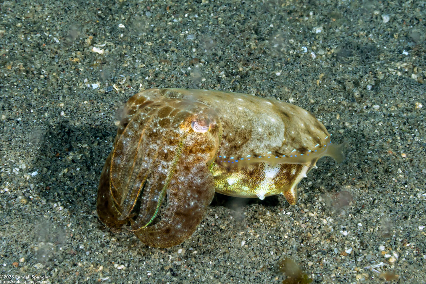 Sepia latimanus (Broadclub Cuttlefish)