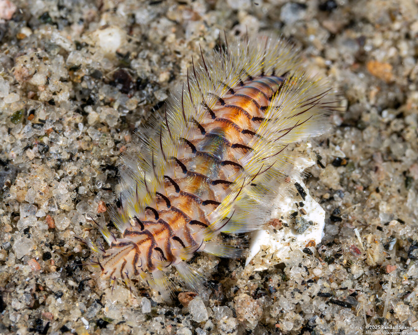 Chloeia violacea (Chloeia Violacea)