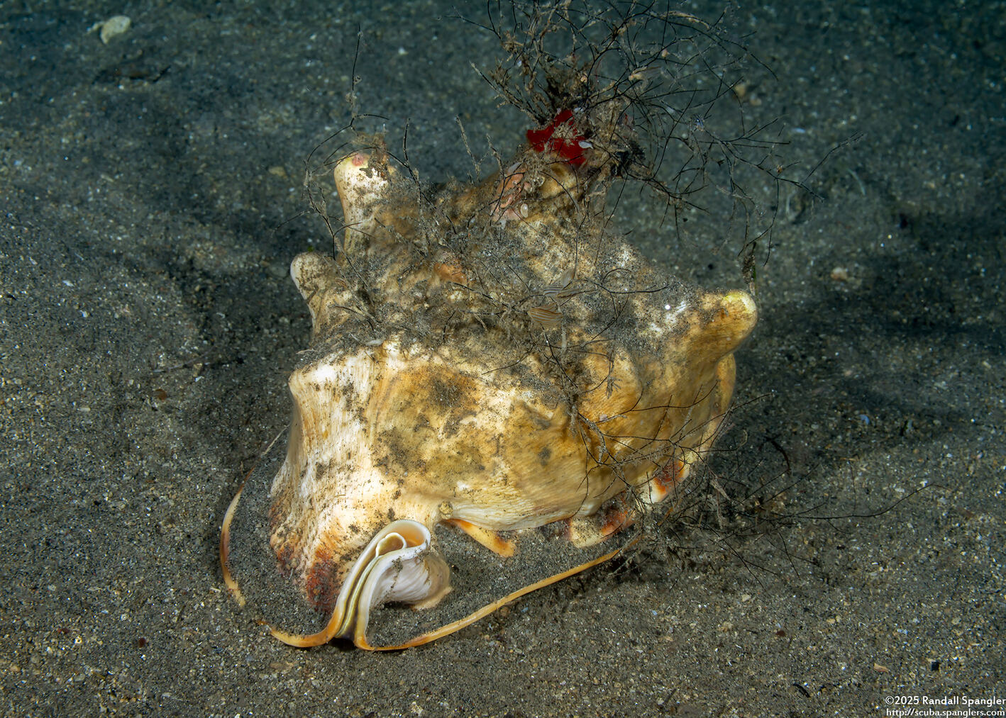 Cassis cornuta (Horned Helmet)