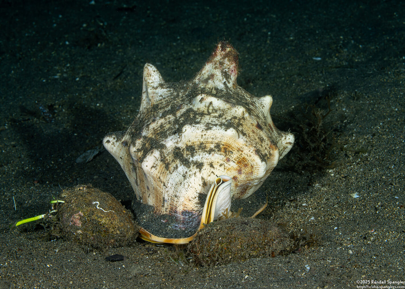 Cassis cornuta (Horned Helmet)