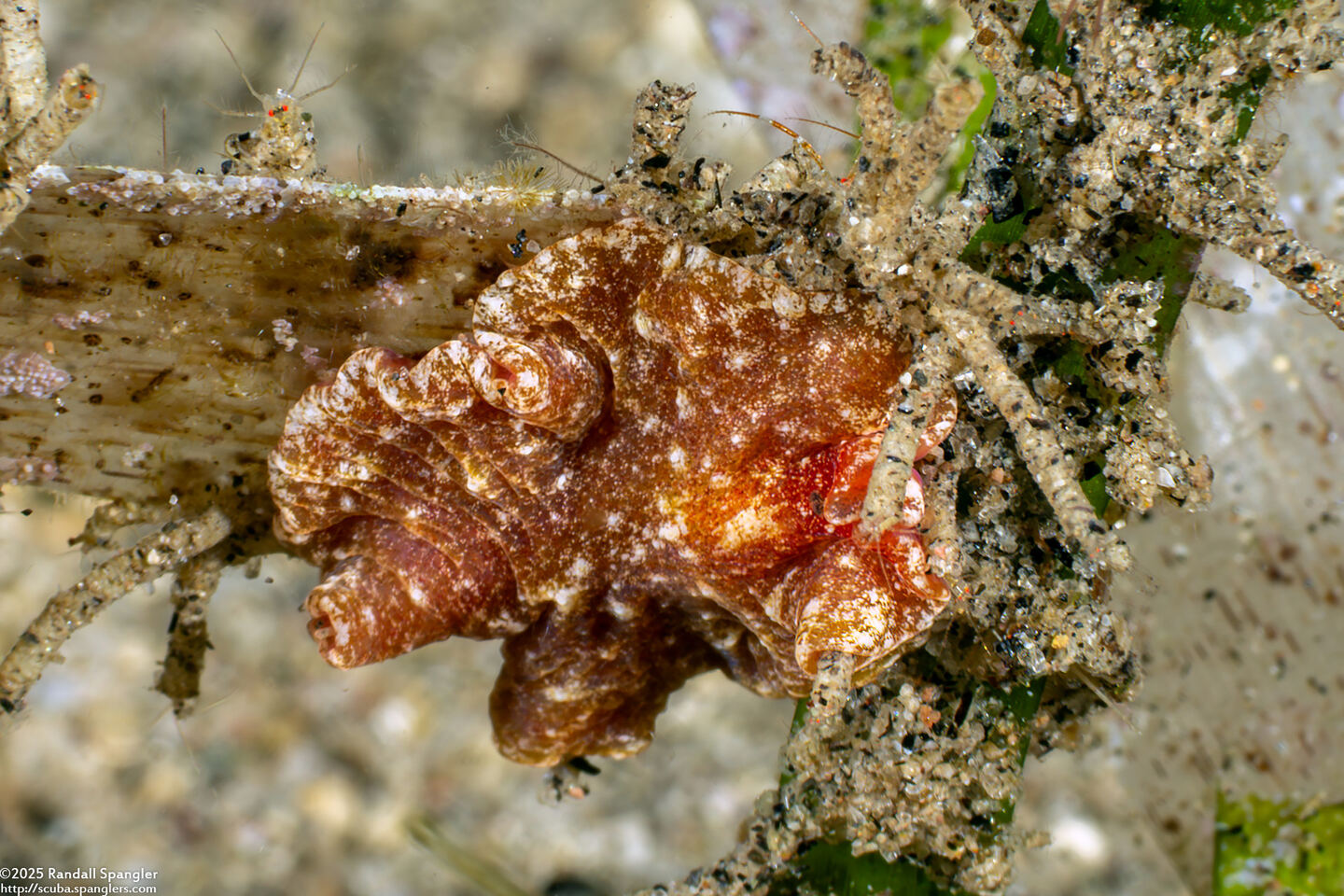 Pseudoceros sp.9 (Pseudoceros sp.9)