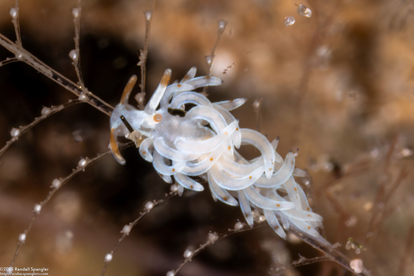 Trinchesia sp.4 (Orange-Barbel Trinchesia)