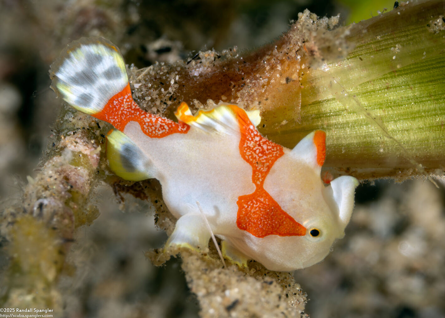 Antennarius maculatus (Warty Frogfish)