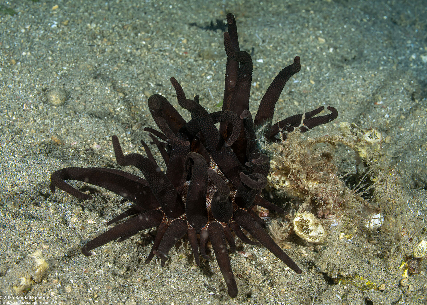 Dofleinia armata (Armed Anemone)