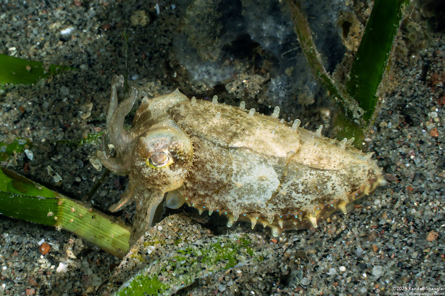 Sepia bandensis (Dwarf Cuttlefish)