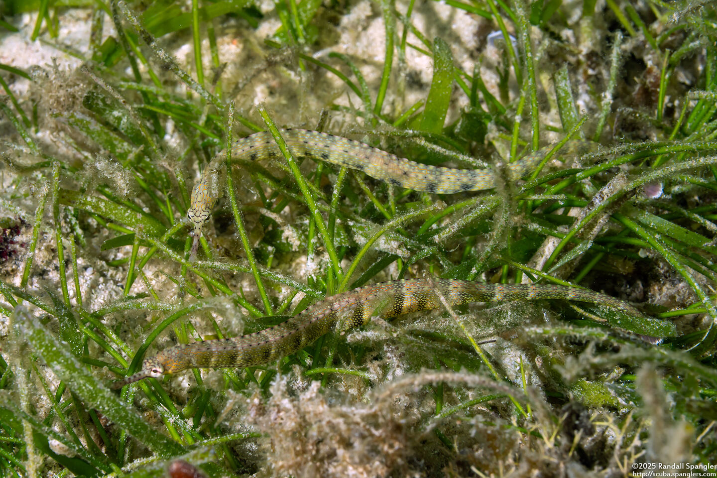 Corythoichthys haematopterus (Reeftop Pipefish)