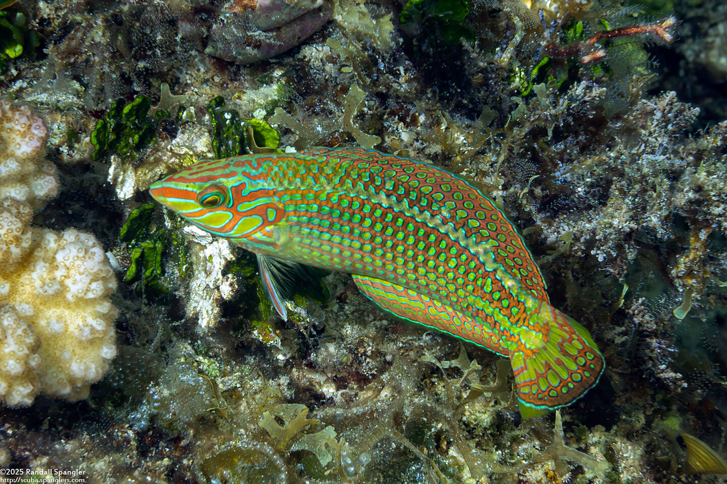 Halichoeres argus (Argus Wrasse)