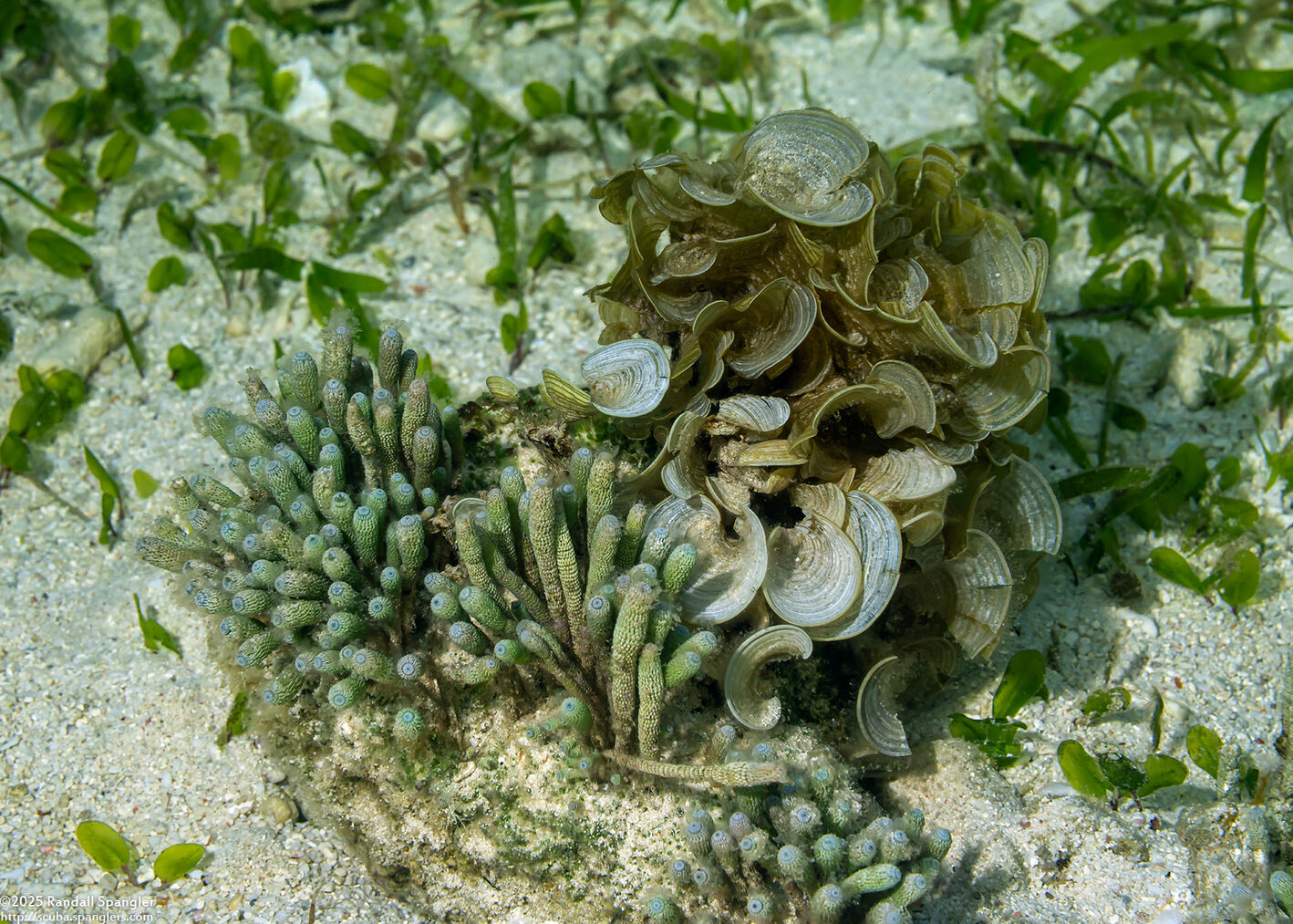 Halicoryne wrightii (Finger Algae)