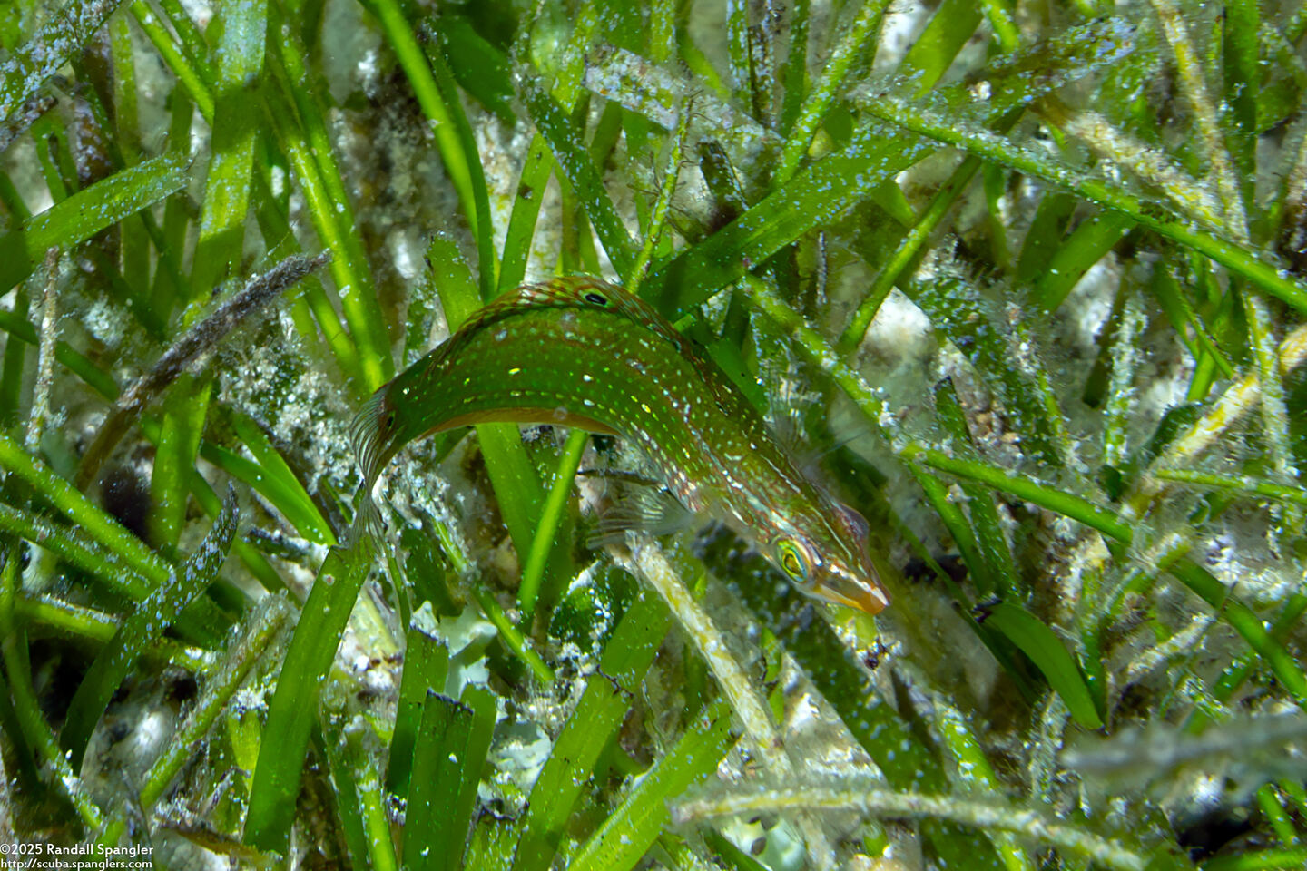 Halichoeres argus (Argus Wrasse)