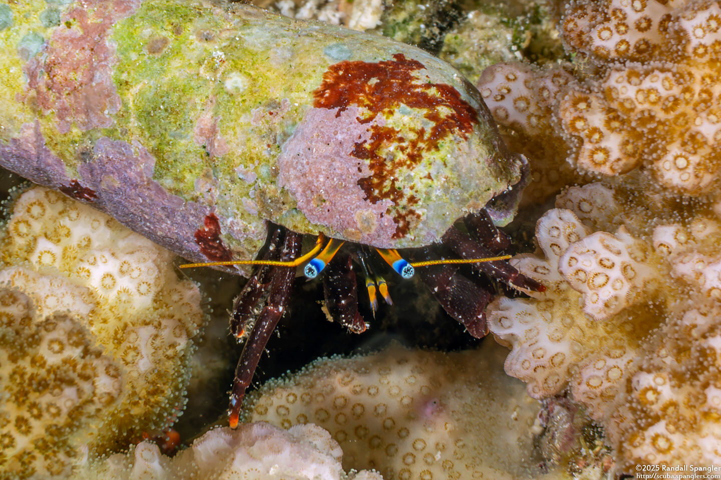 Calcinus gaimardii (Gaimard's Hermit Crab)