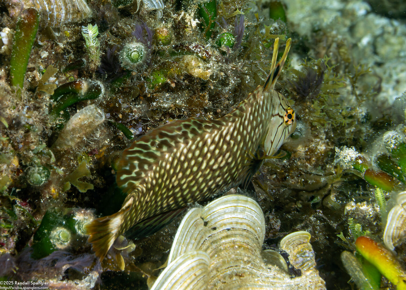 Novaculichthys taeniourus (Rockmover Wrasse)