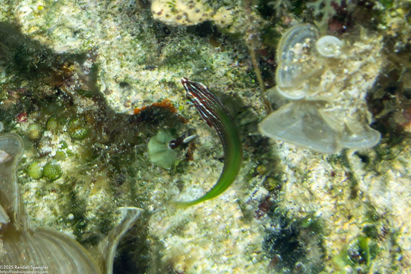 Halichoeres podostigma (Axilspot Wrasse)