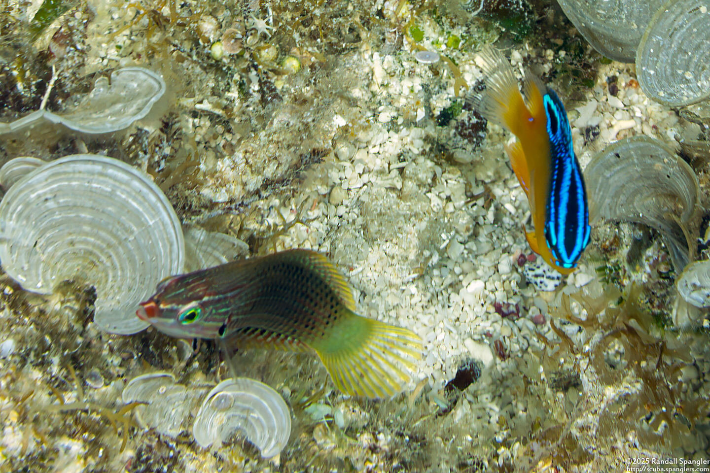 Halichoeres podostigma (Axilspot Wrasse)