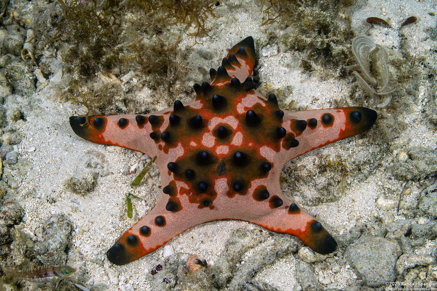 Protoreaster nodosus (Chocolate Chip Sea Star)