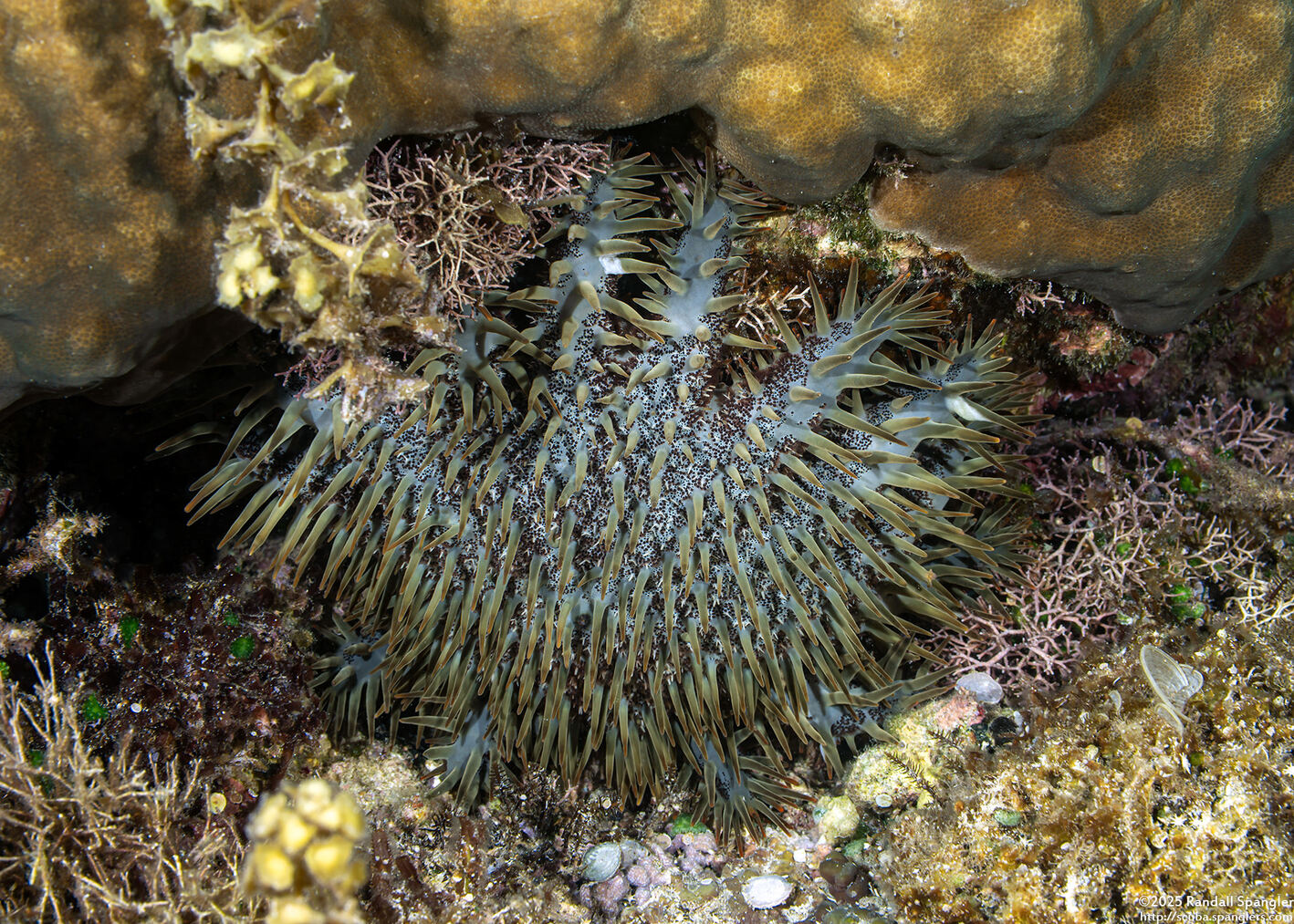 Acanthaster solaris (Crown-of-Thorns Star)