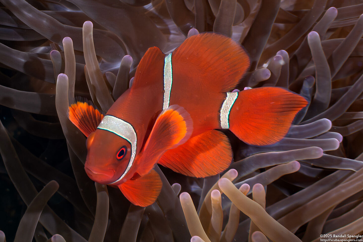 Amphiprion biaculeatus (Spinecheek Anemonefish)