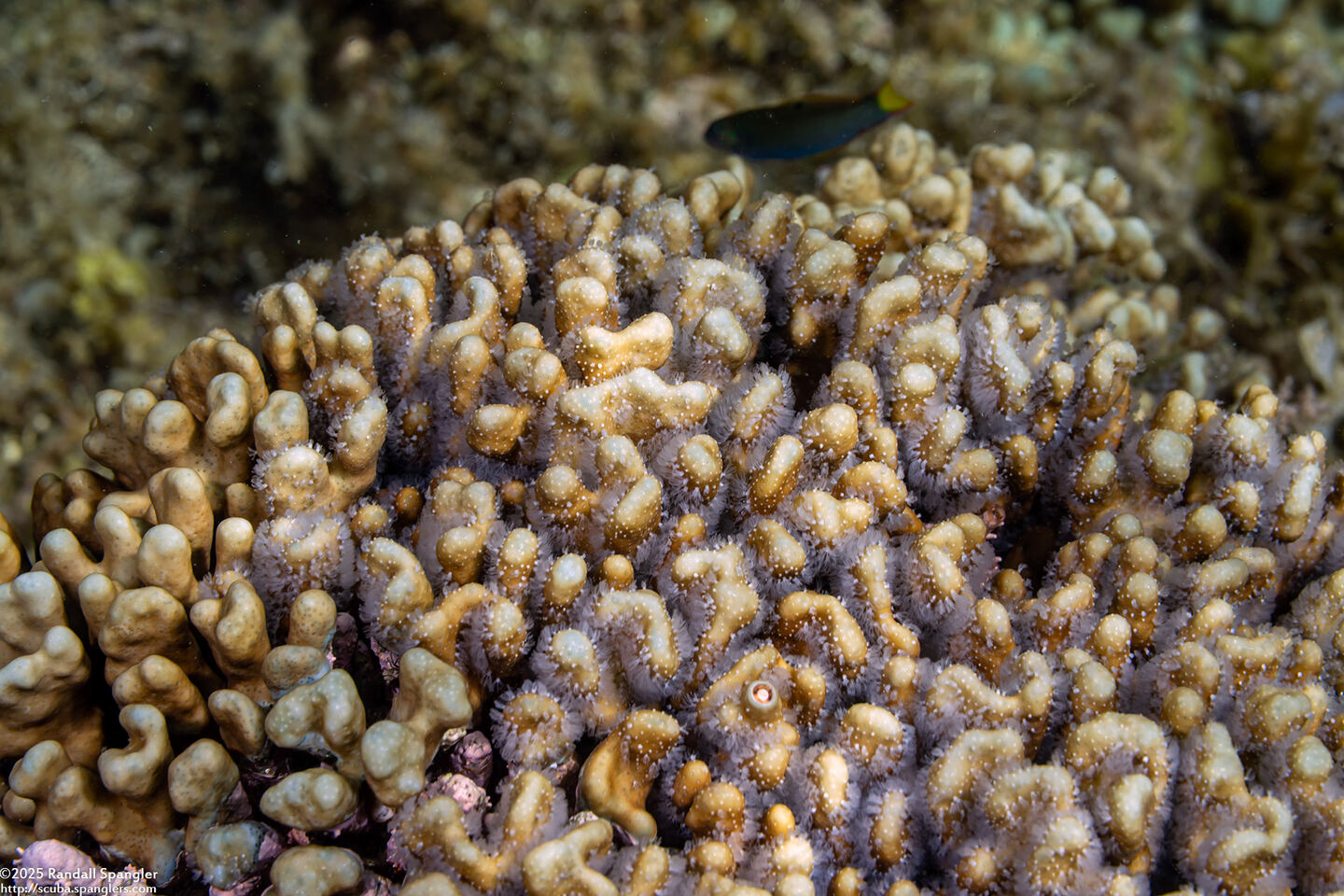 Heliopora coerulea (Blue Coral)