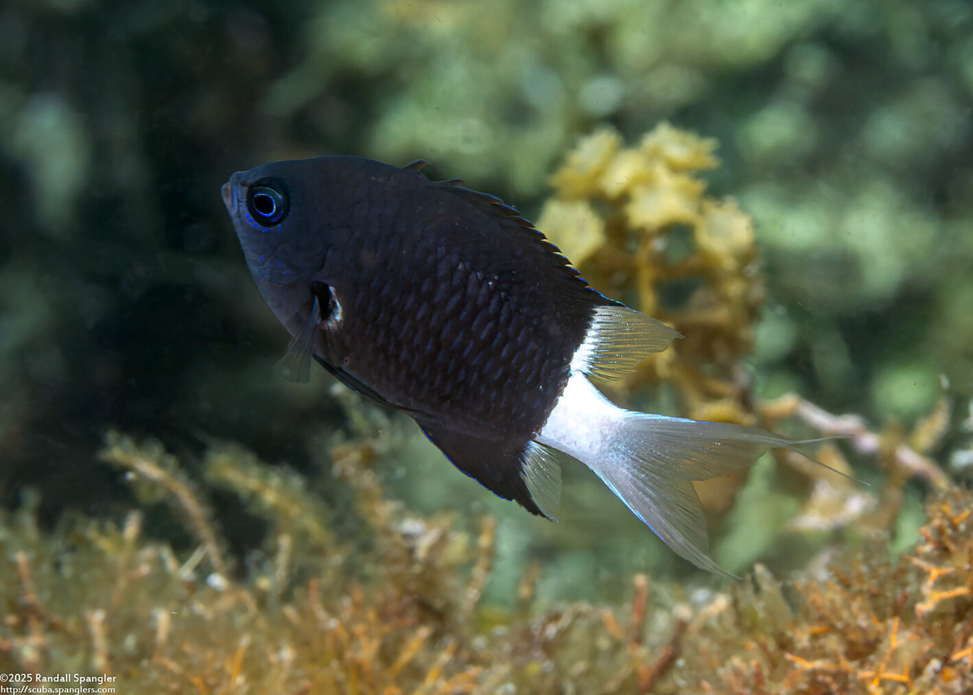 Chromis margaritifer (Bicolor Chromis)