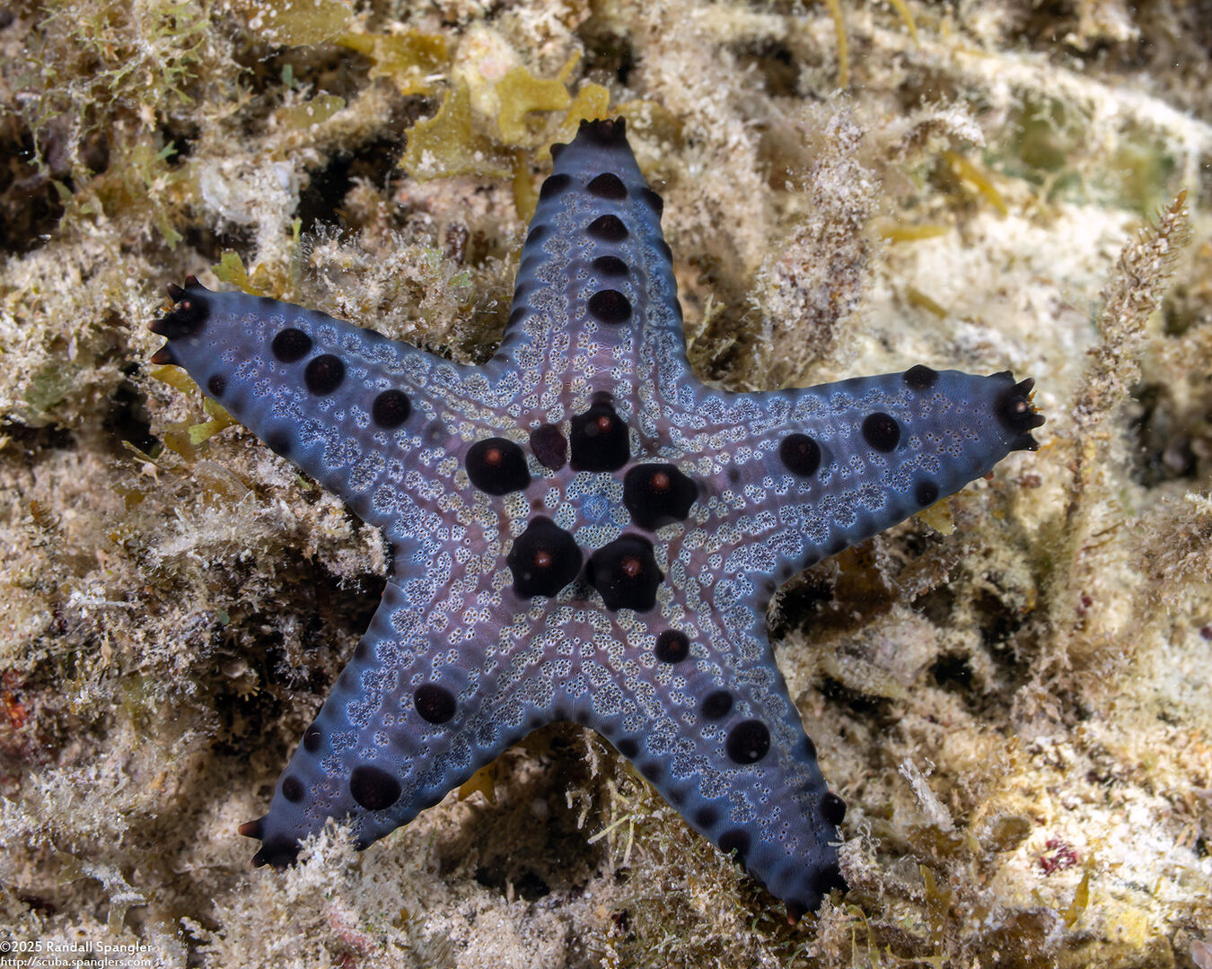 Pentaceraster alveolatus (Honeycomb Sea Star)