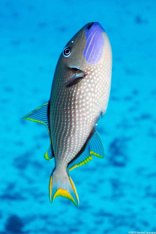 Xanthichthys auromarginatus (Gilded Triggerfish)