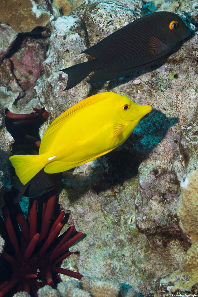 Zebrasoma flavescens (Yellow Tang)
