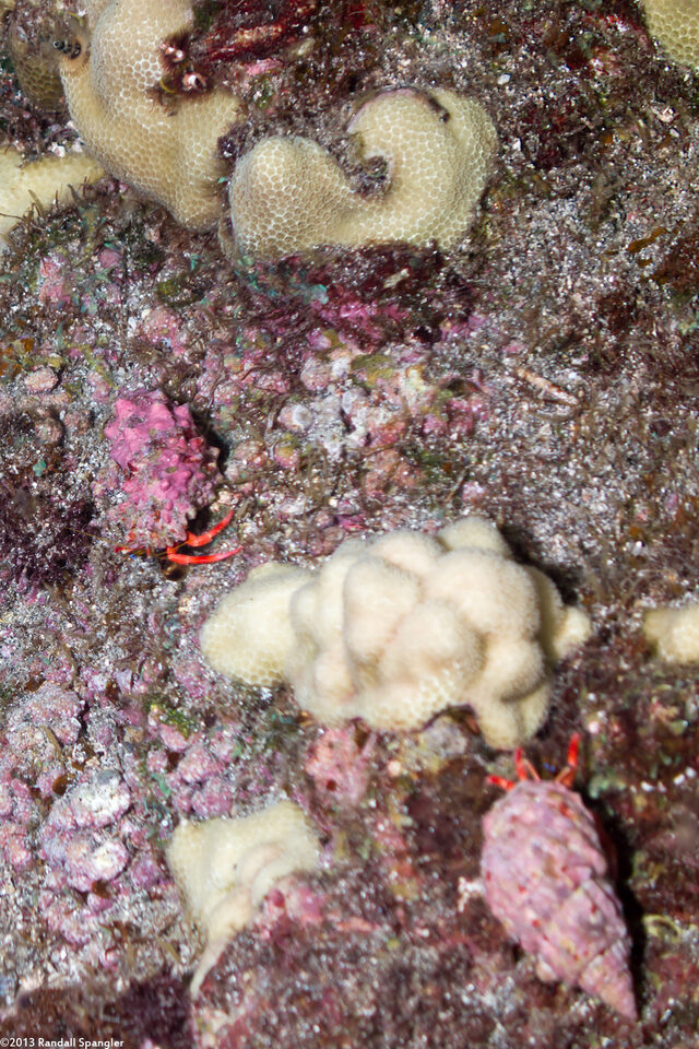 Calcinus laurentae (Laurent's Hermit Crab)