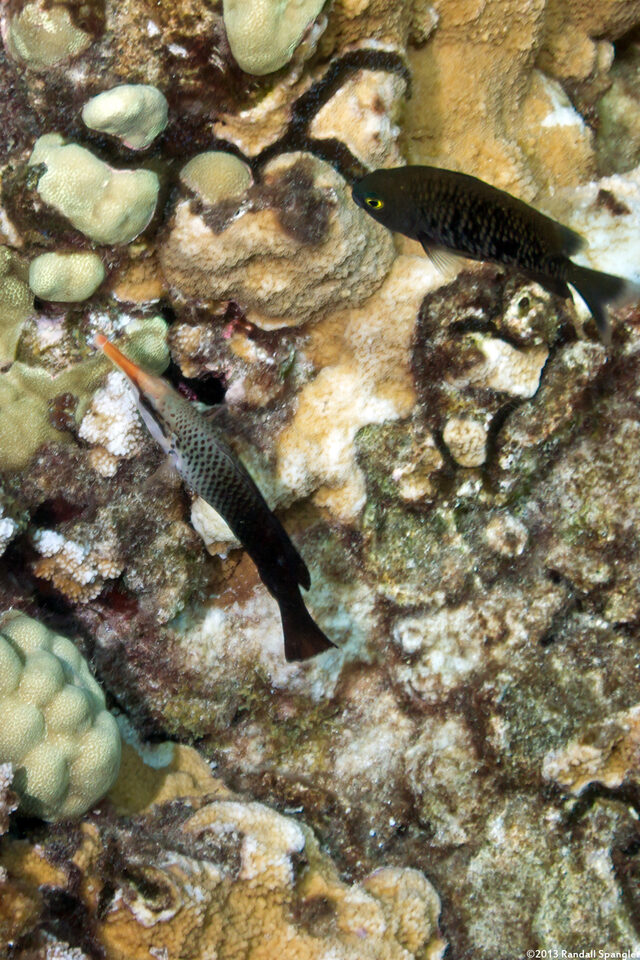 Gomphosus varius (Bird Wrasse)