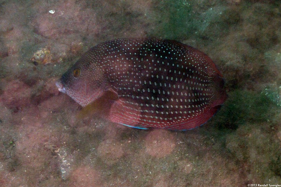 Anampses cuvier (Pearl Wrasse)