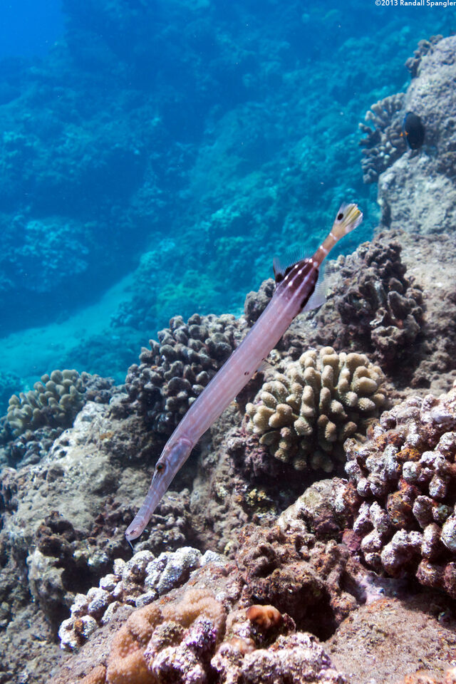 Aulostomus chinensis (Trumpetfish)