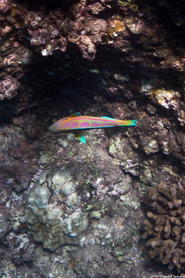 Thalassoma trilobatum (Christmas Wrasse)