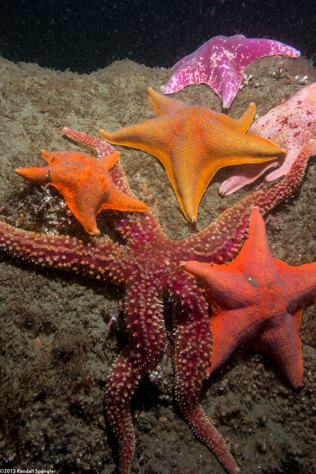 Orthasterias koehleri (Rainbow Star)