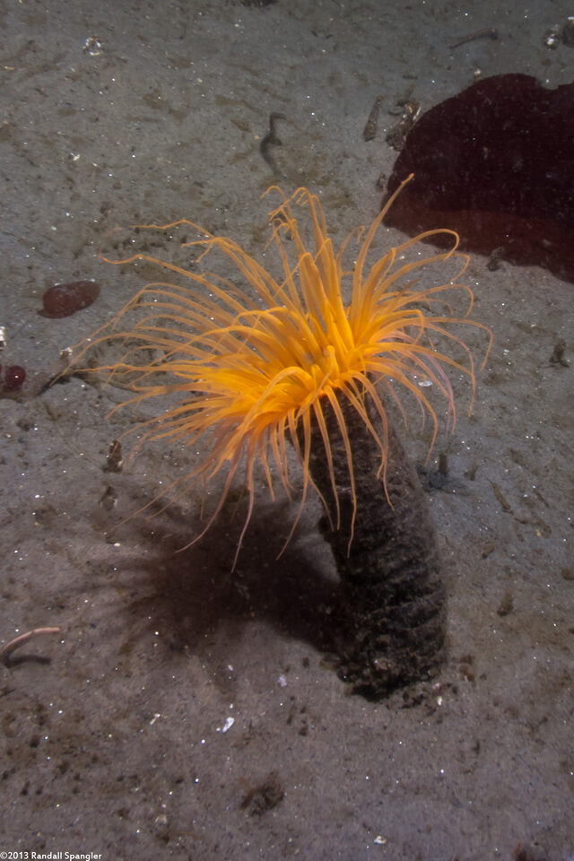 Pachycerianthus fimbriatus (Tube-Dwelling Anemone)