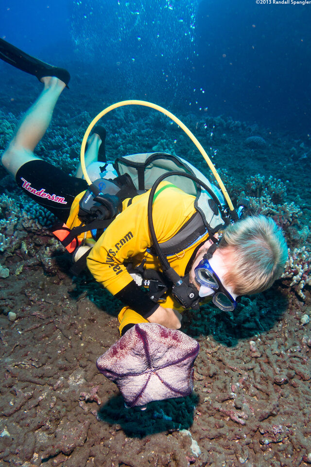 Culcita novaeguineae (Cushion Star)
