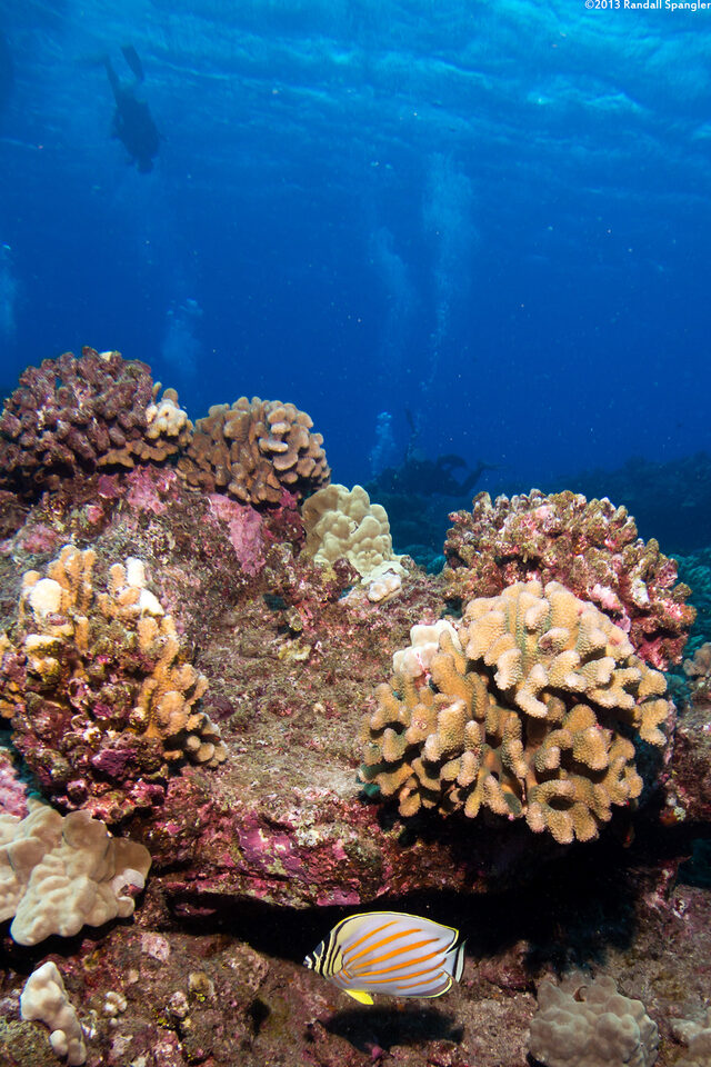Chaetodon ornatissimus (Ornate Butterflyfish)