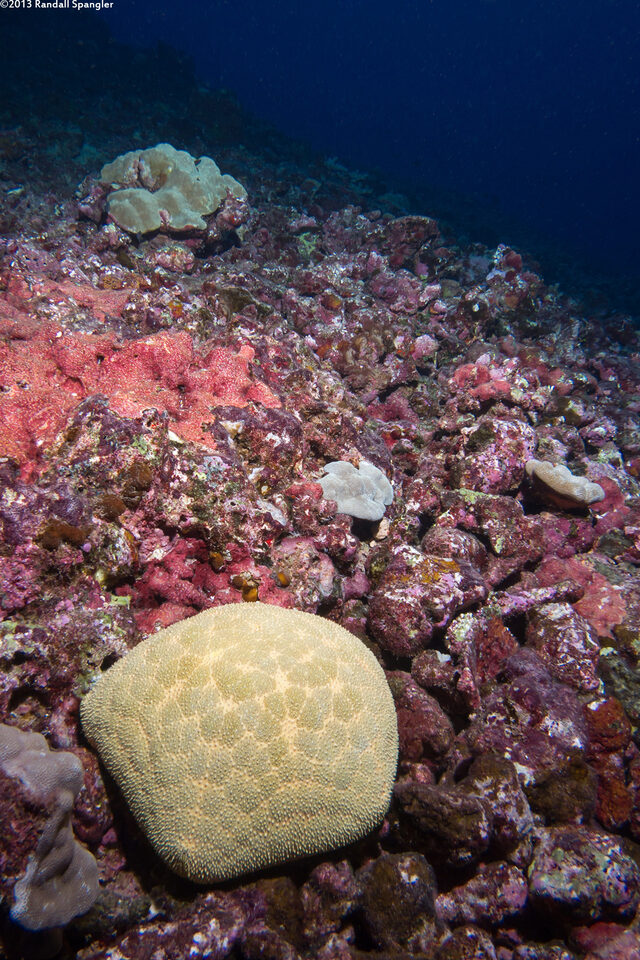 Culcita novaeguineae (Cushion Star)