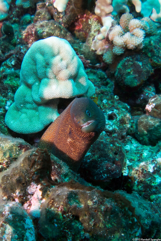 Gymnothorax meleagris (Whitemouth Moray)