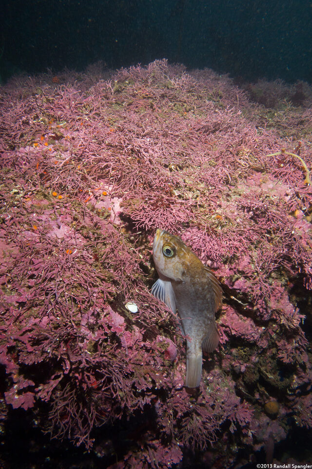 Sebastes atrovirens (Kelp Rockfish)