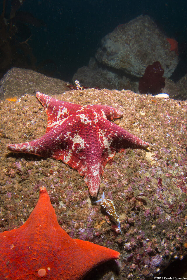 Patiria miniata (Bat Star)
