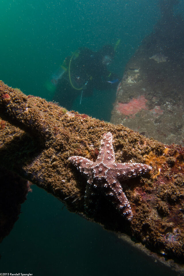 Pisaster ochraceus (Ochre Star)