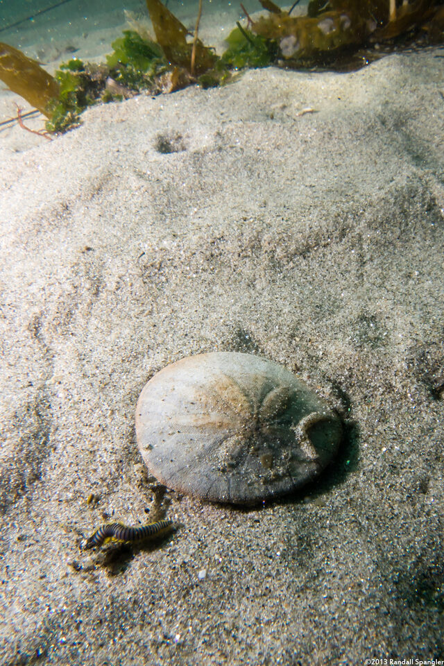 Dendraster excentricus (Sand Dollar); Urchin test (skeleton)
