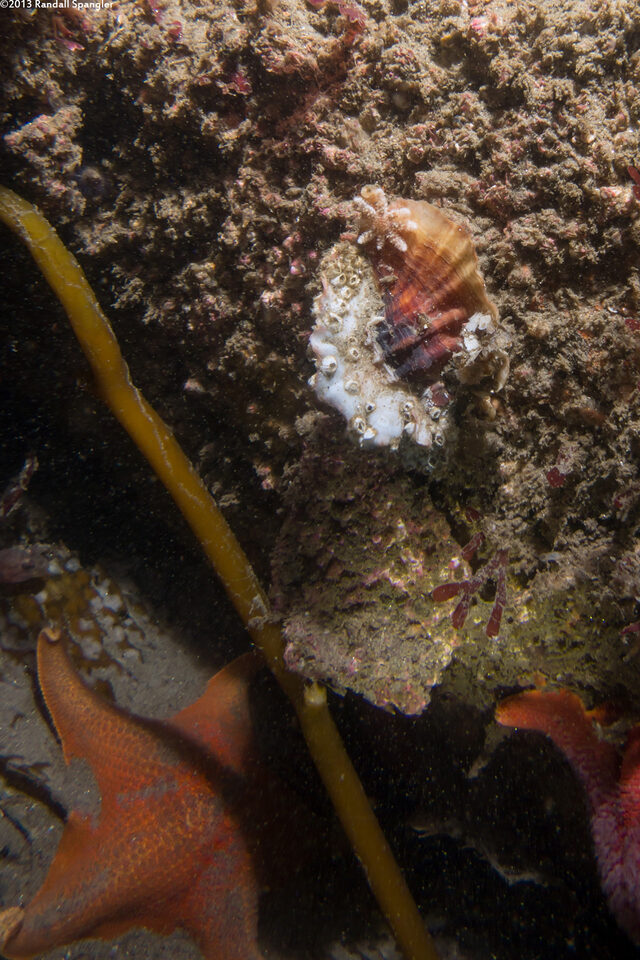 Ceratostoma foliatum (Leafy Hornmouth)