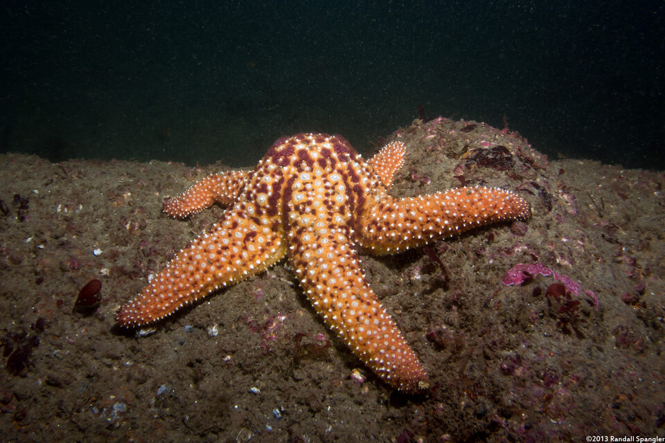 Pisaster giganteus (Giant Spined Star)
