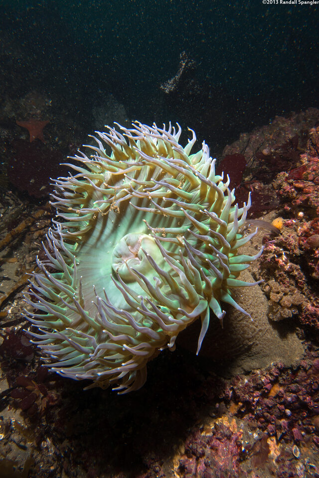 Anthopleura xanthogrammica (Giant Green Anemone)