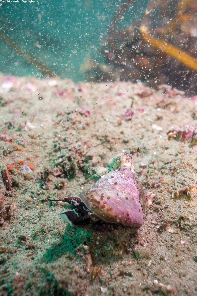Tegula pulligo (Brown Turban Snail)