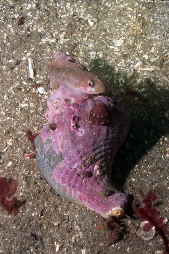 Kelletia kelletii (Kellet's Whelk)