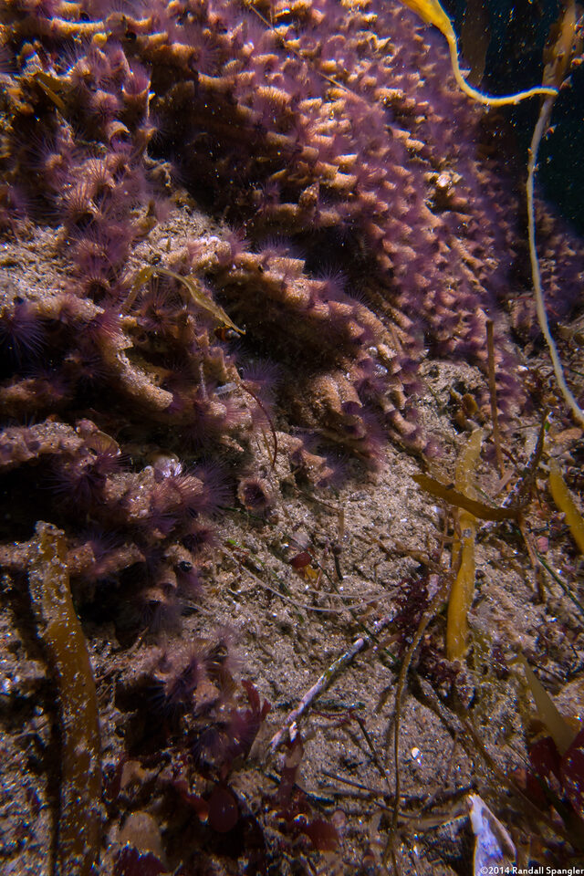 Phragmatopoma californica (Sandcastle Worm)