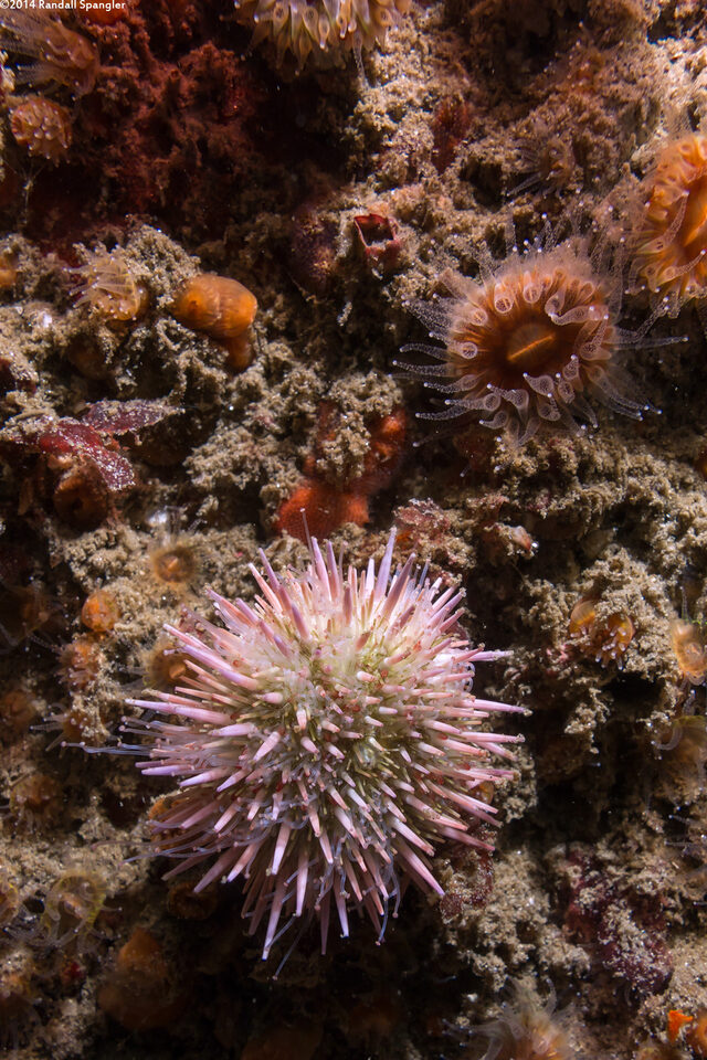 Strongylocentrotus purpuratus (Purple Sea Urchin)