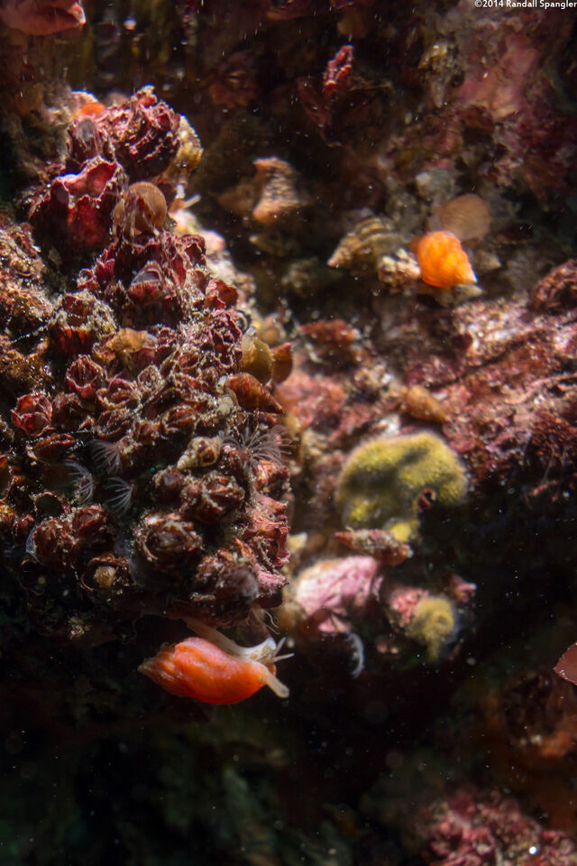 Paciocinebrina lurida (Lurid Rocksnail)