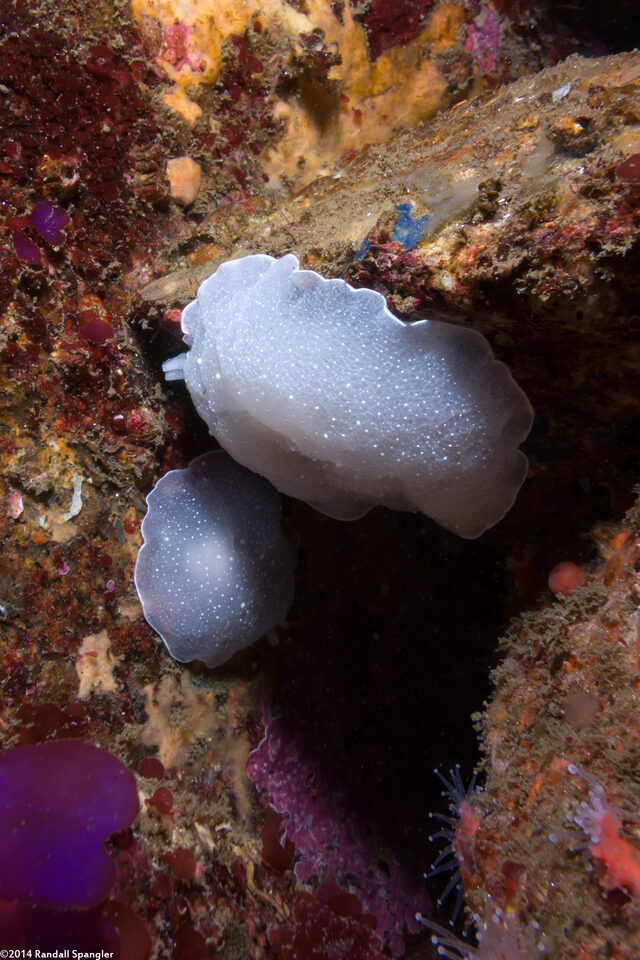 Berthella chacei (White Berthella)