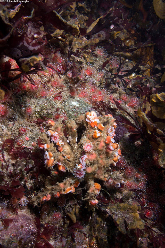 Loxorhynchus crispatus (Masking Crab)